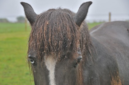 Lotta på midsommarafton