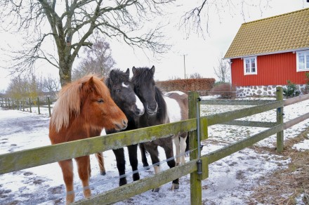 unghästarna på besök hemma