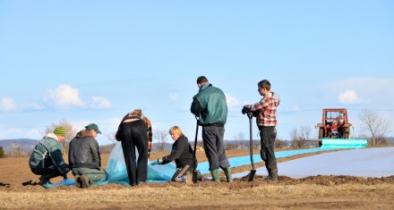 sättpotatisen äntligen i jorden