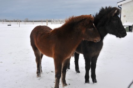 Prins och Tyr i snön