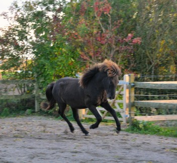 Prins galopp