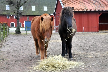 Prins&tyr lunchhö2